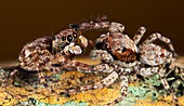 Jumping spiders