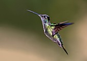 Magnificent hummingbird in flight
