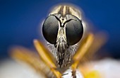 Robber fly