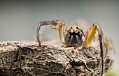 Jumping spider