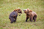 Eurasian brown bears fighting