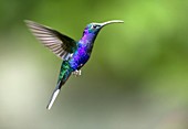 Violet sabrewing hummingbird