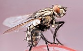 Housefly