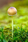 Mycena epipterygia mushroom