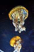 Pacific sea nettle jellyfish