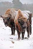 European bison in snow