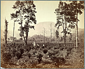 Terai Tea Association plantation