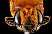 Female bee head