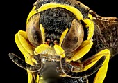 Wasp,Hoplisoides xerophilus