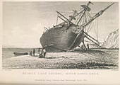Beagle laid ashore