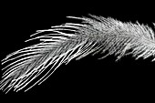 Whooping crane feather