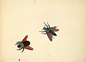 Two insects