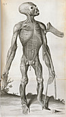 Anatomical drawing