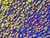 Solar cell,monocrystalline,Micrograph