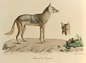 A jackal of Senegal