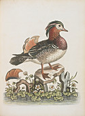 The Chinese teal