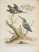 Indian kingfishers