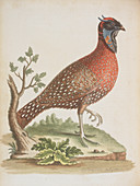 Pheasant