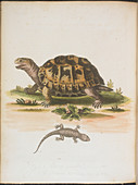 Tortoise and lizard