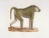 A baboon