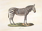 A female zebra