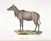 A Nylgau antelope