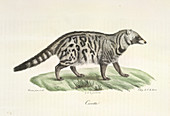 A Civet