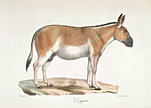A common donkey
