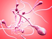 Sperm cells,artwork