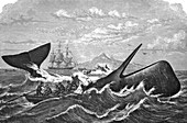 19th Century whale hunt,artwork