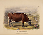 The Ayshire breed