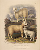 Soft-woolled sheep of Wales