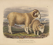 The old Wiltshire breed