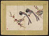 Long-tailed birds on plum tree branch