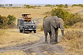 African elephant