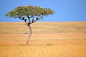 Vultures in acacia tree,Kenya