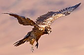 Bearded vulture in flight