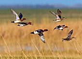 Eurasian wigeons