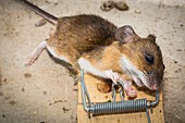 Dead yellow-necked mouse