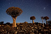 Quiver tree forest at night showing stars