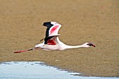 Lesser Flamingo in Flight