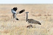 Pale Chanting Goshawk and Kori Bustard