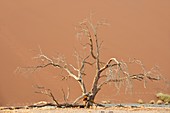 Dune in Namib-Naukluft National Park