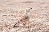 Gray's Lark