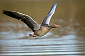 Greylag goose in flight