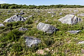 Field with gabbro boulders