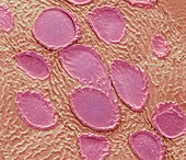 Rose petal scent cells,SEM