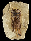 Equisetum horsetail fossil