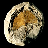 Gingko leaf fossil