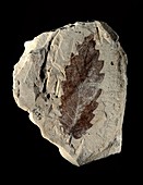 Oak leaf fossil